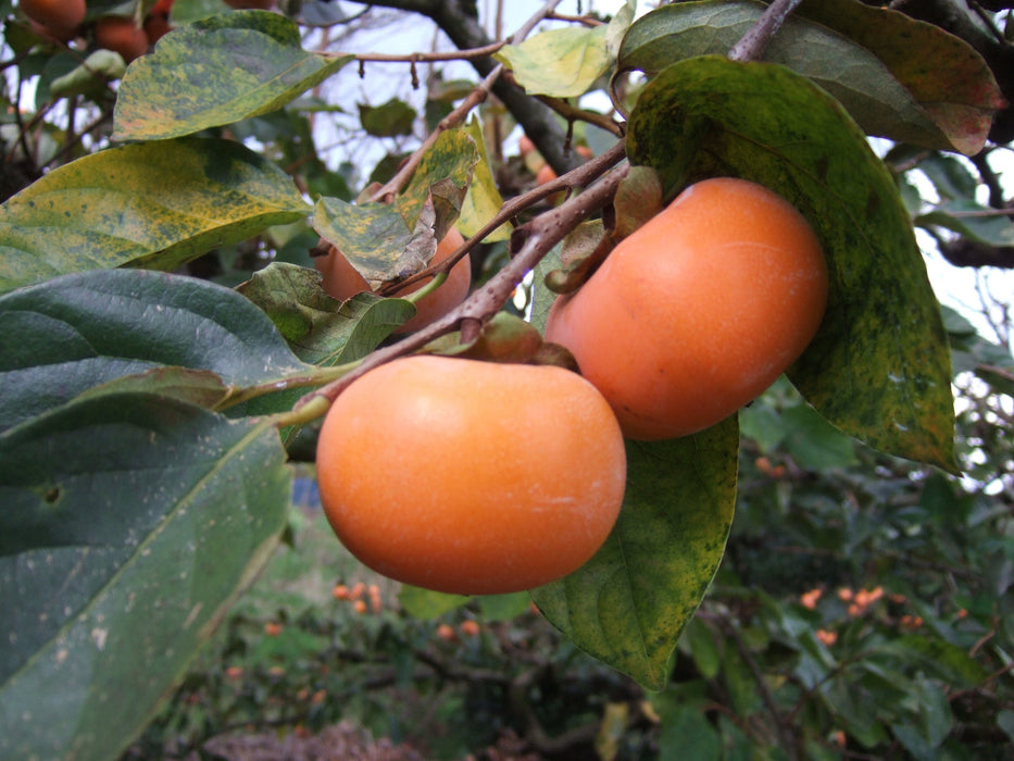 Iwasaki shokuhin - Tranches de kakis séchés de Niigata 50g